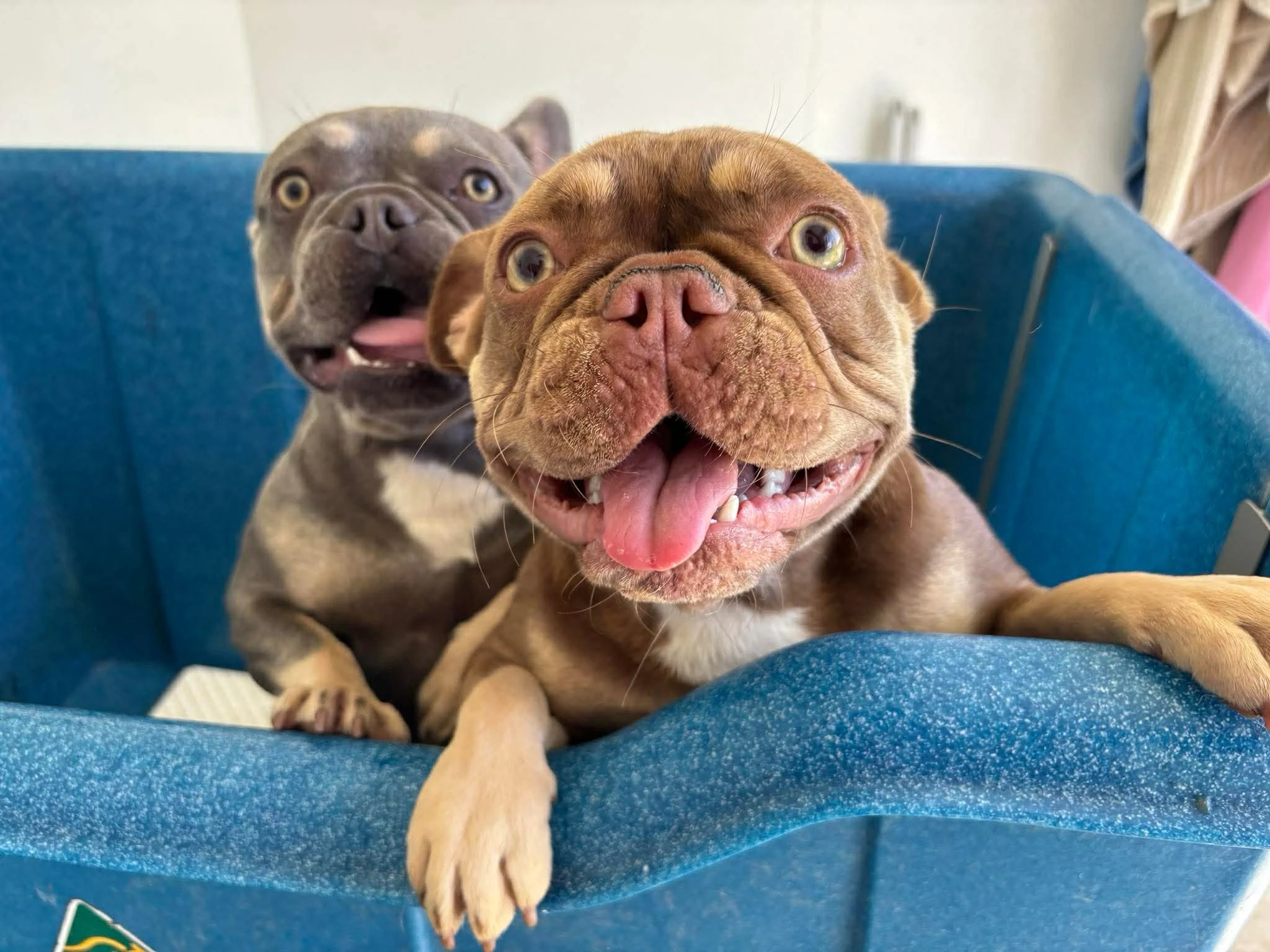 Eastside Boarding Kennels