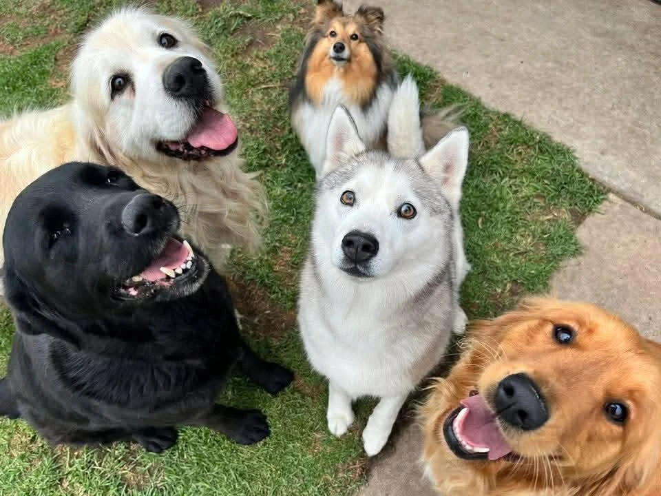 Eastside Boarding Kennels