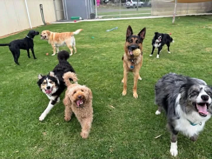 Dog Day Care