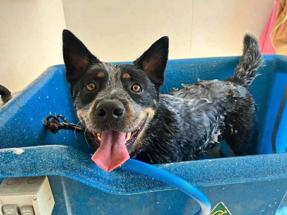 Happy Pets at Eastside Boarding Kennels - Moment 20