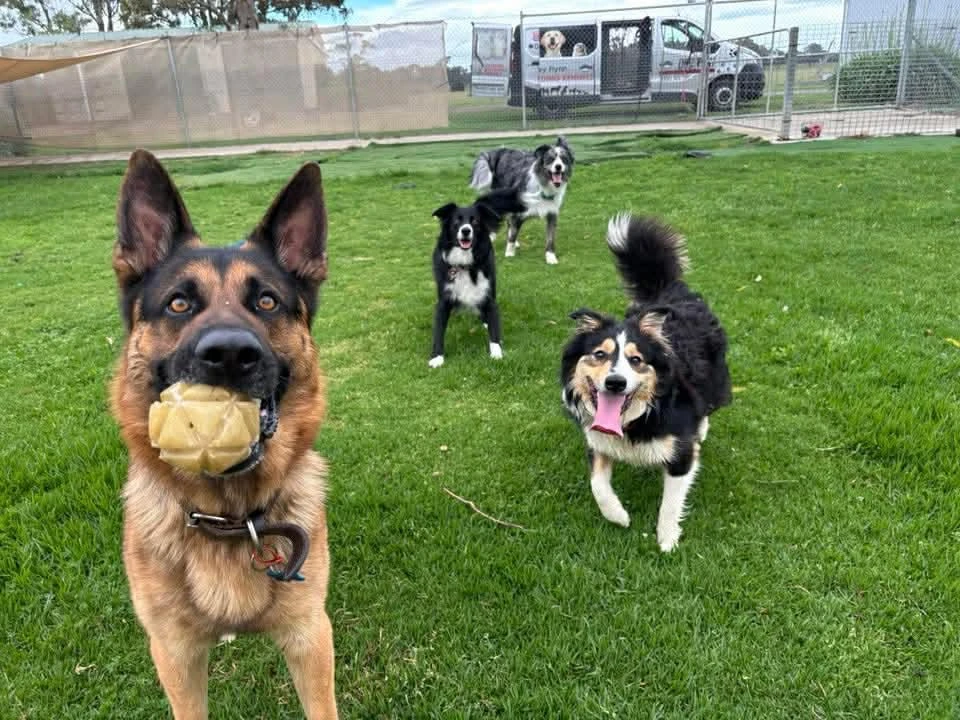 Eastside Boarding Kennels