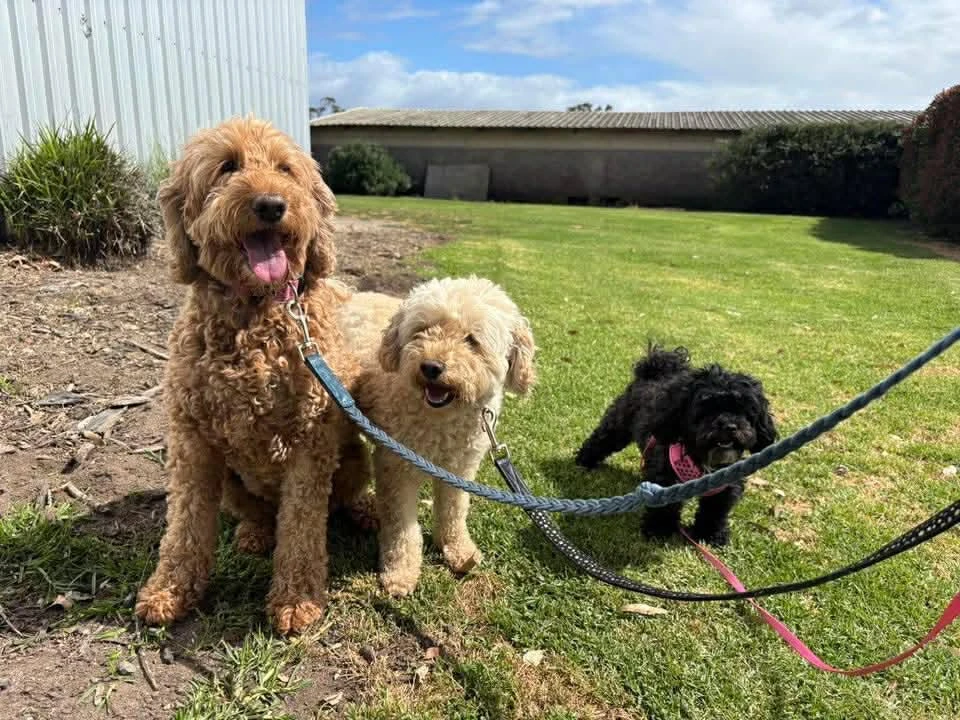 Happy Pets at Eastside Boarding Kennels - Moment 23