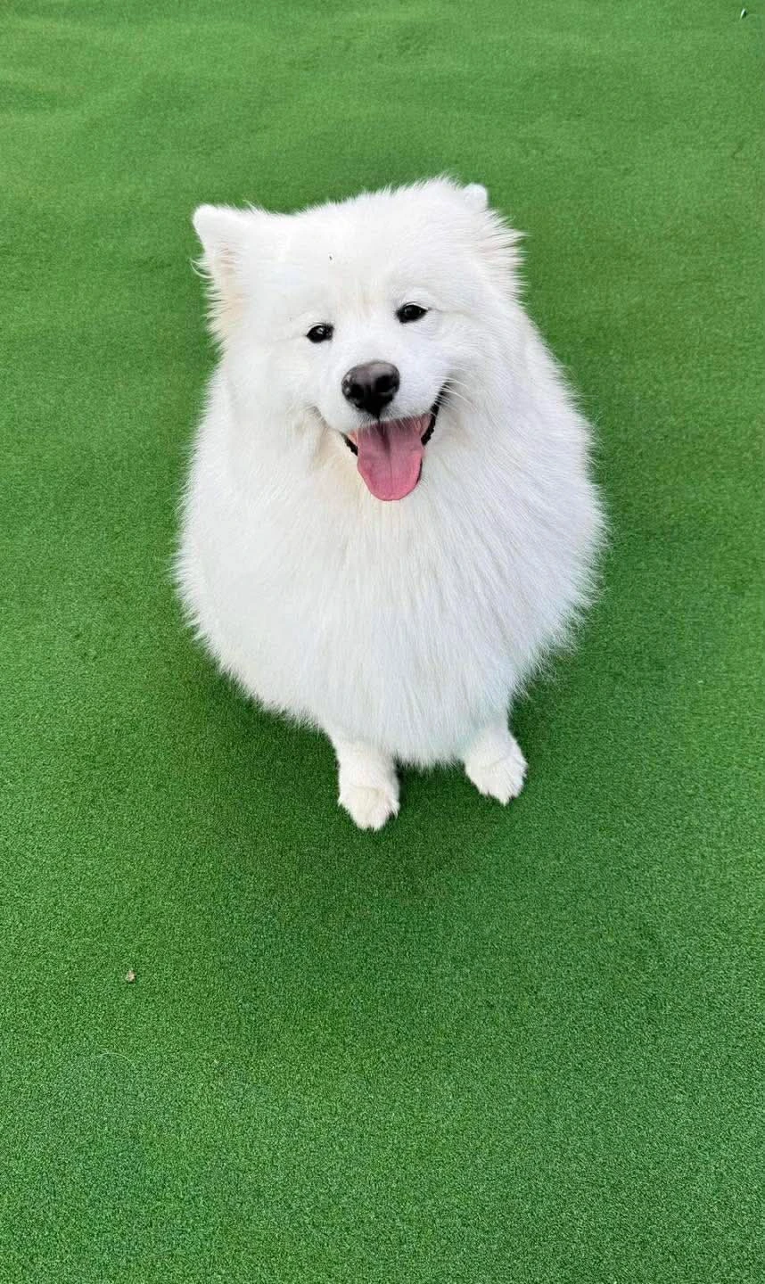 Happy Pets at Eastside Boarding Kennels - Moment 24