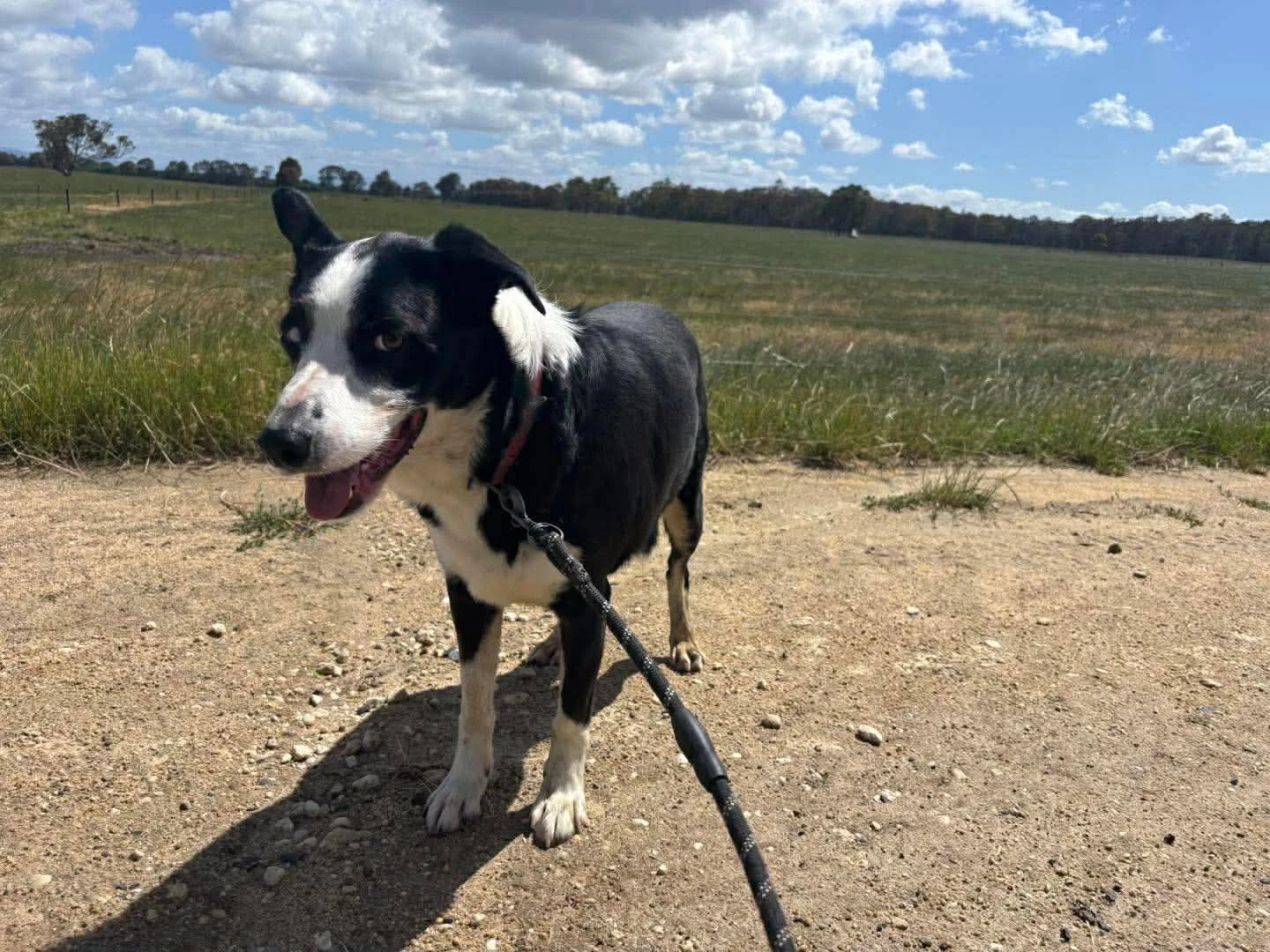 Happy Pets at Eastside Boarding Kennels - Moment 25