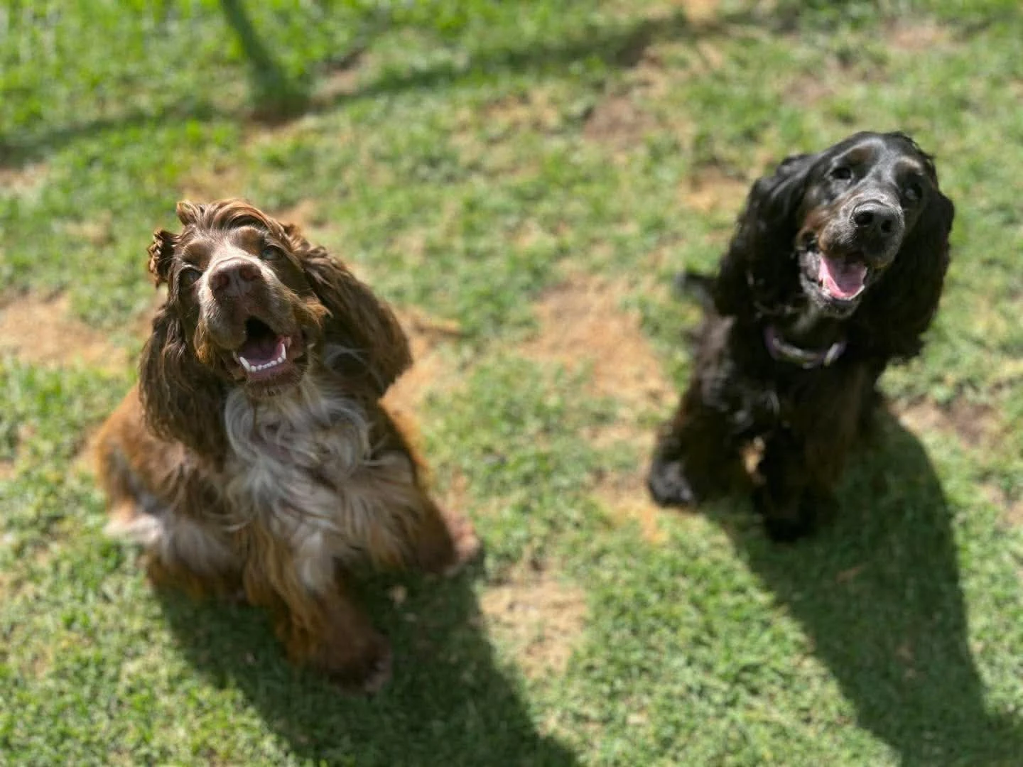 Picturesque Gippsland Dog Boarding
