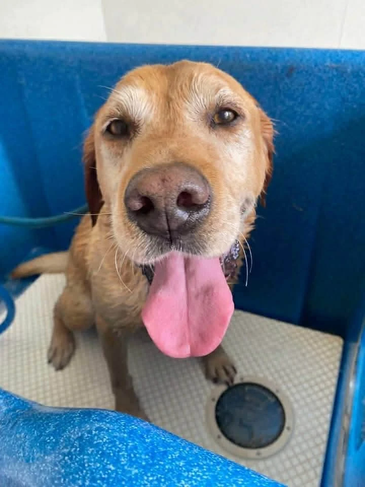 Happy Pets at Eastside Boarding Kennels - Moment 27