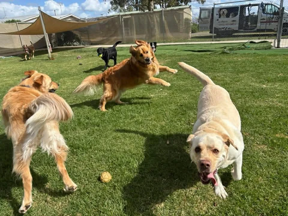 Eastside Boarding Kennels