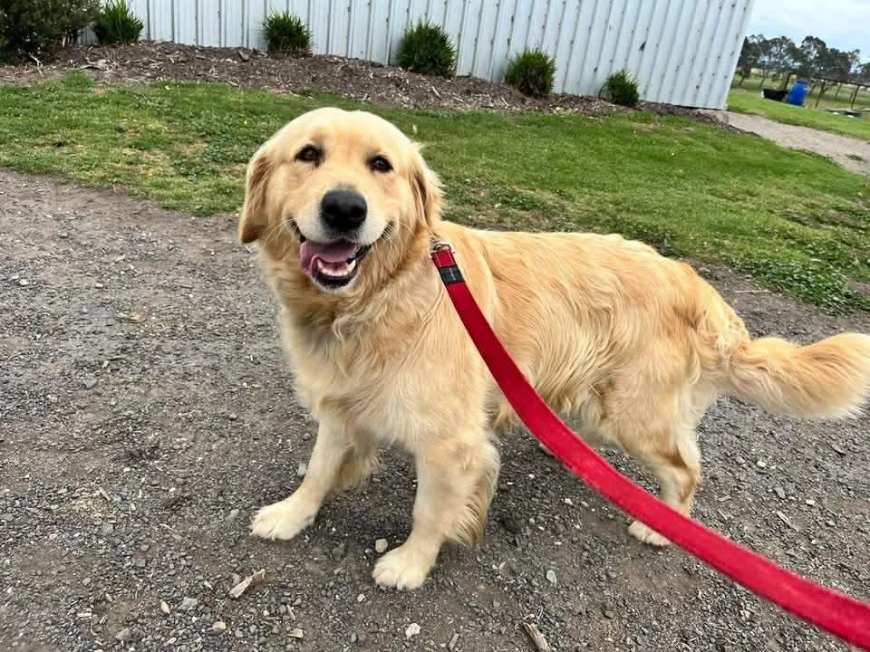 Happy Pets at Eastside Boarding Kennels - Moment 29