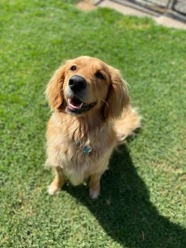 Happy Pets at Eastside Boarding Kennels - Moment 30