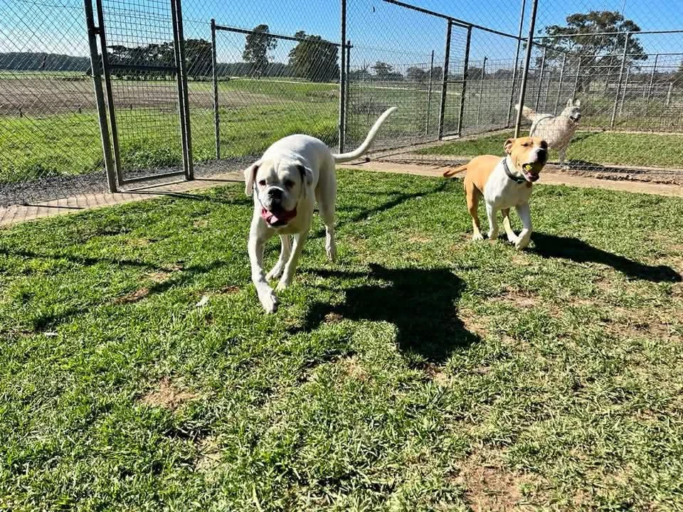 Happy Pets at Eastside Boarding Kennels - Moment 31