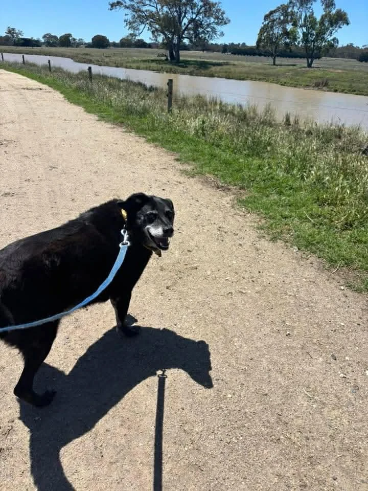 Happy Pets at Eastside Boarding Kennels - Moment 32