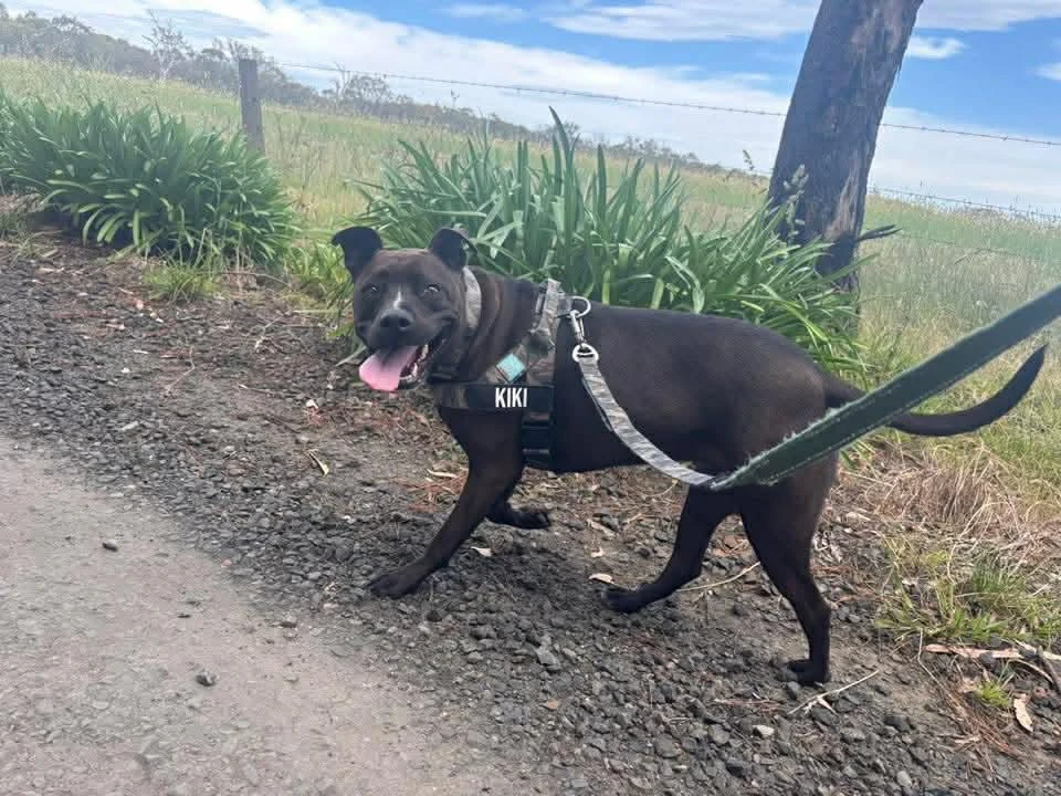 Happy Pets at Eastside Boarding Kennels - Moment 35