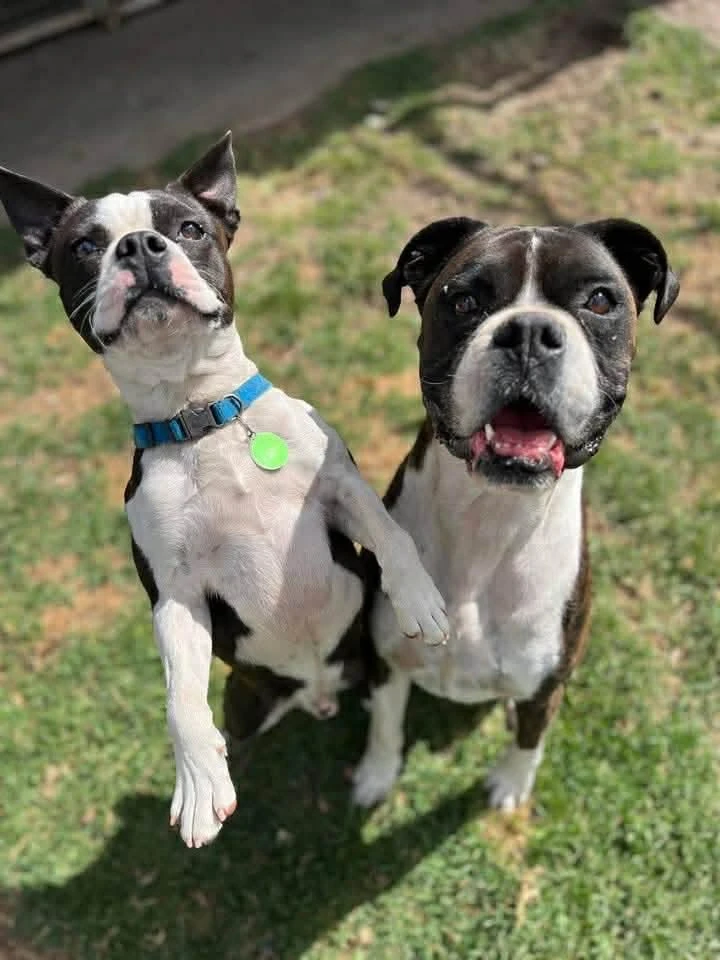 Happy Pets at Eastside Boarding Kennels - Moment 36