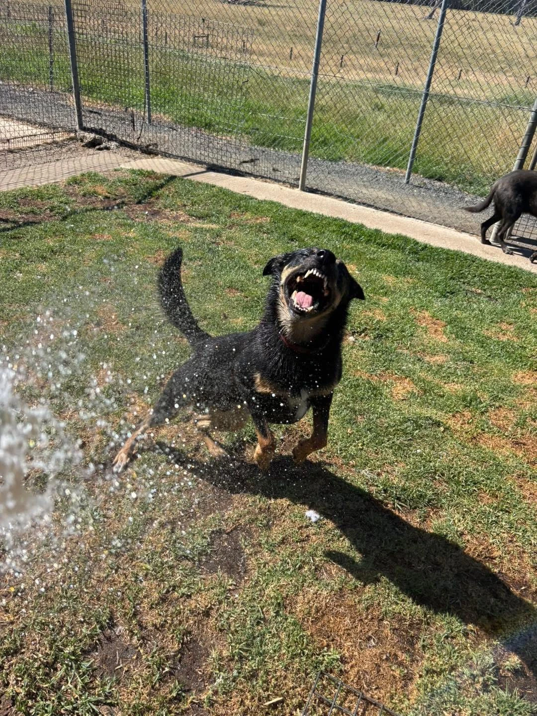 Happy Pets at Eastside Boarding Kennels - Moment 38