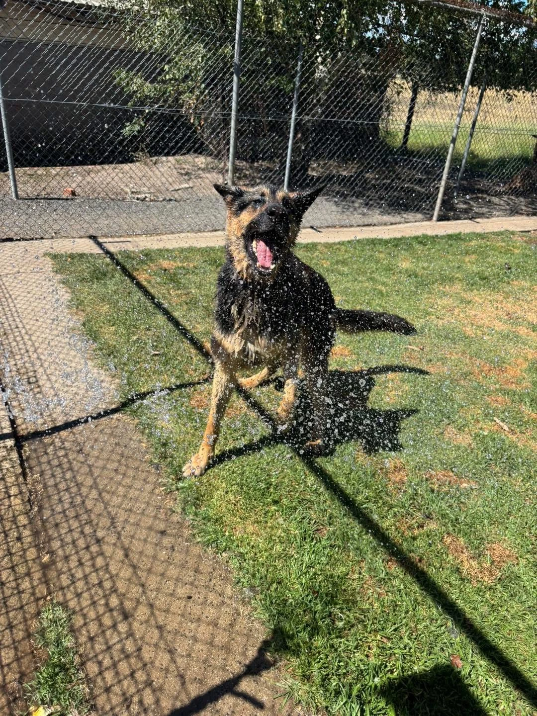 Happy Pets at Eastside Boarding Kennels - Moment 39