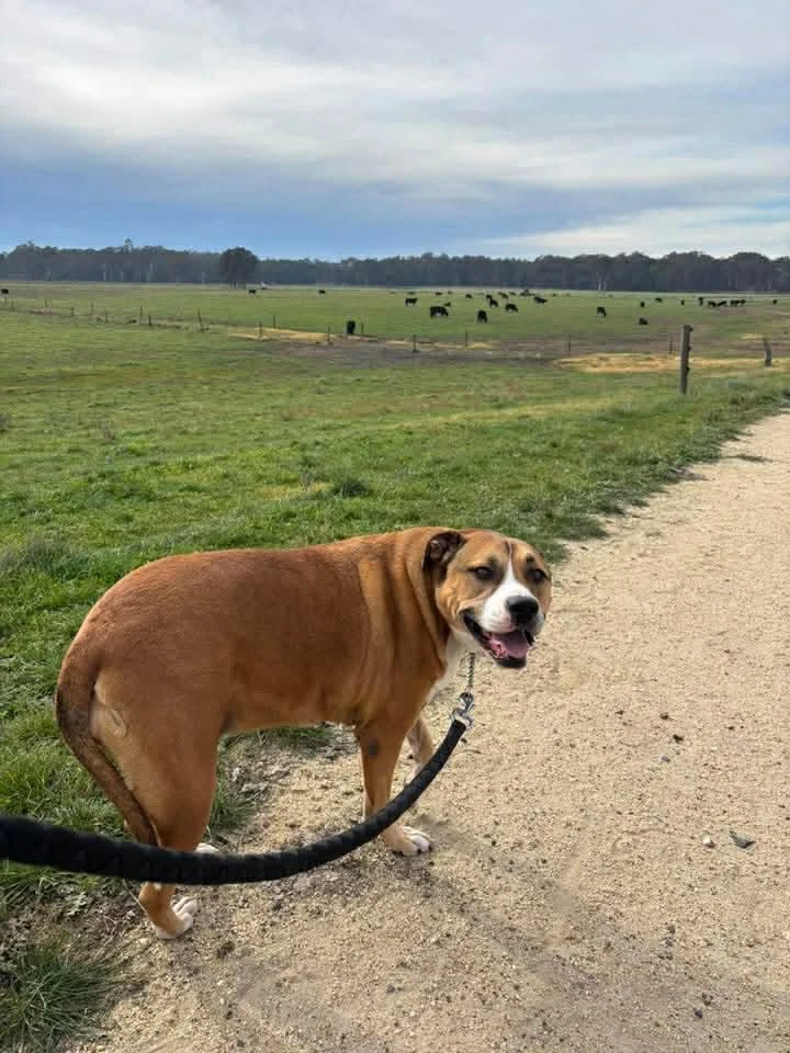 Happy Pets at Eastside Boarding Kennels - Moment 4
