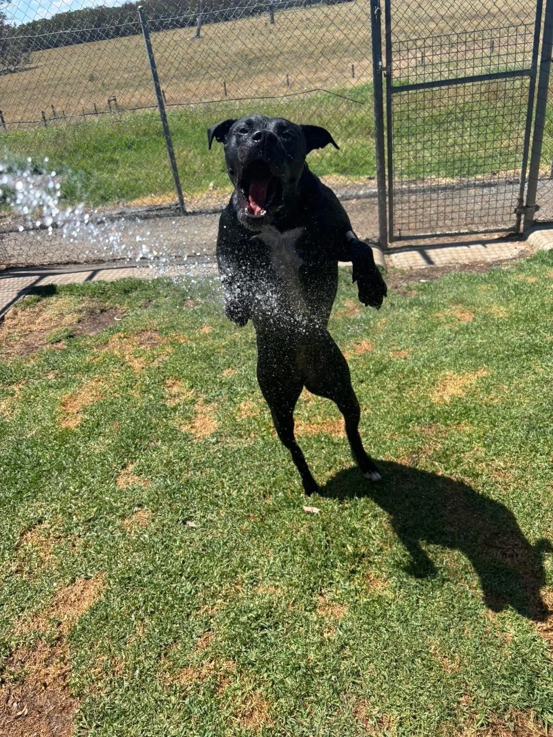 Happy Pets at Eastside Boarding Kennels - Moment 40