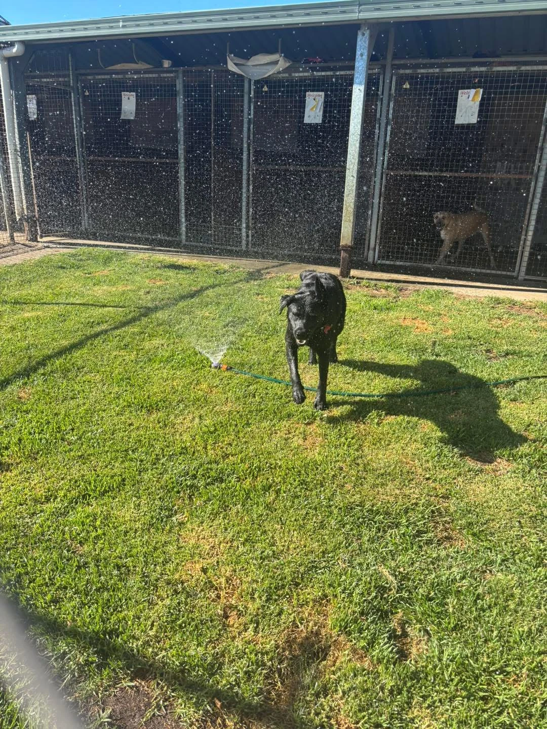 Happy Pets at Eastside Boarding Kennels - Moment 41