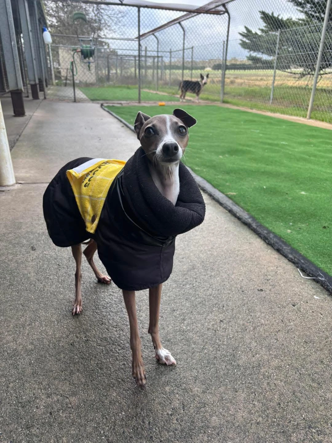 Happy Pets at Eastside Boarding Kennels - Moment 42