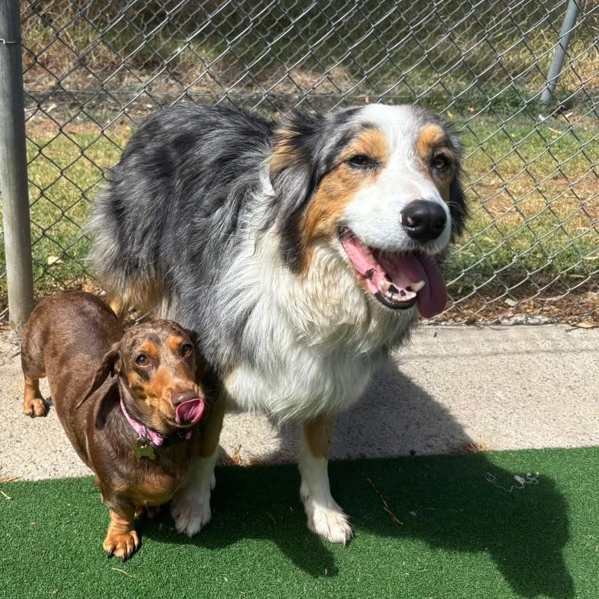 Happy Pets at Eastside Boarding Kennels - Moment 43