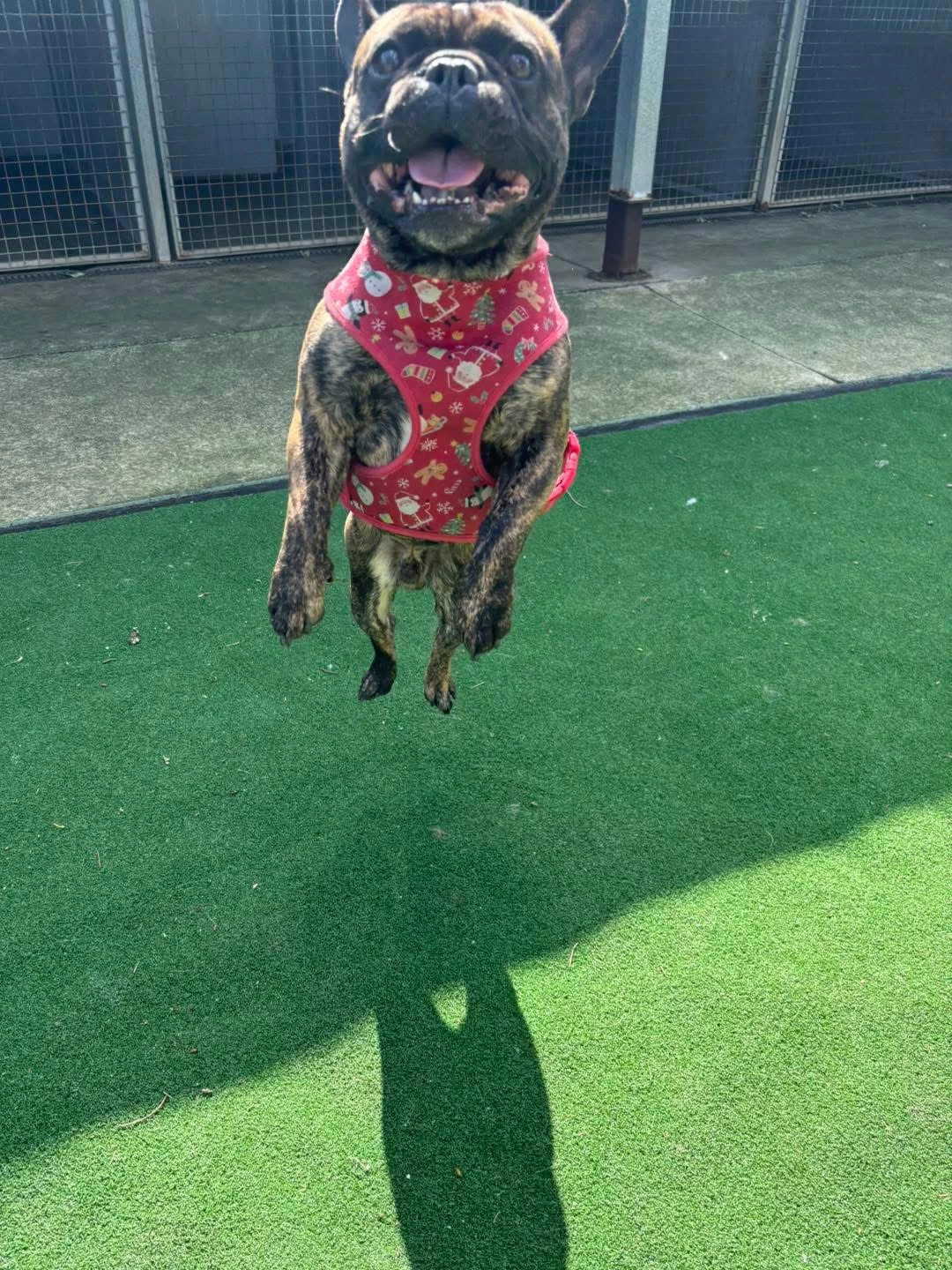 Happy Pets at Eastside Boarding Kennels - Moment 44