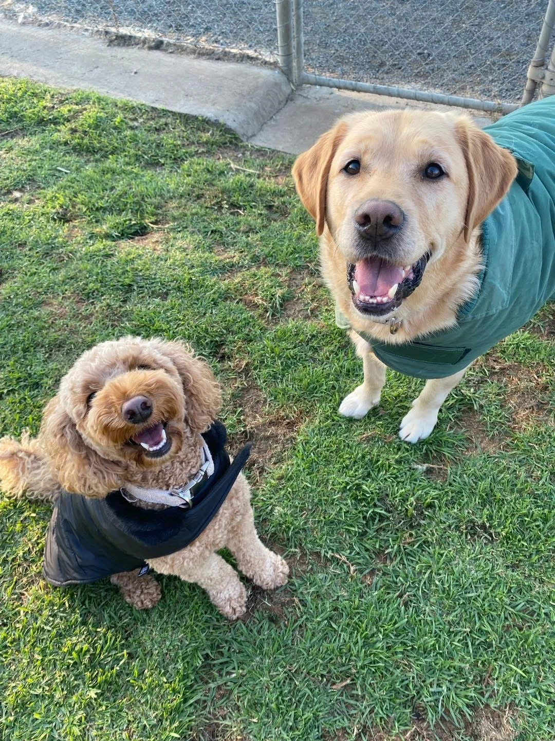 Happy Pets at Eastside Boarding Kennels - Moment 45