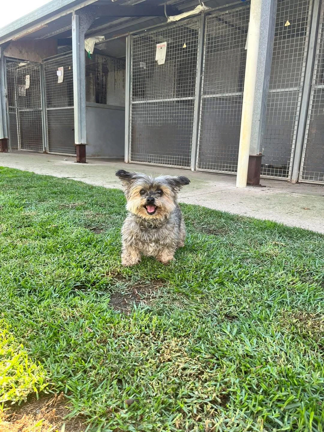 Happy Pets at Eastside Boarding Kennels - Moment 46
