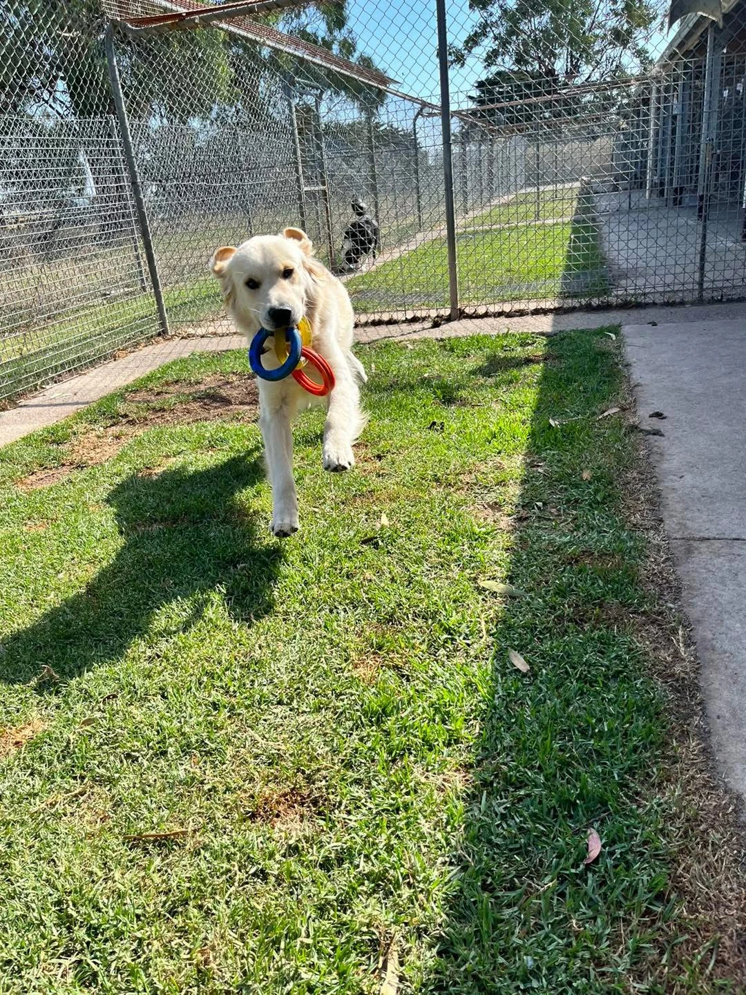Happy Pets at Eastside Boarding Kennels - Moment 47