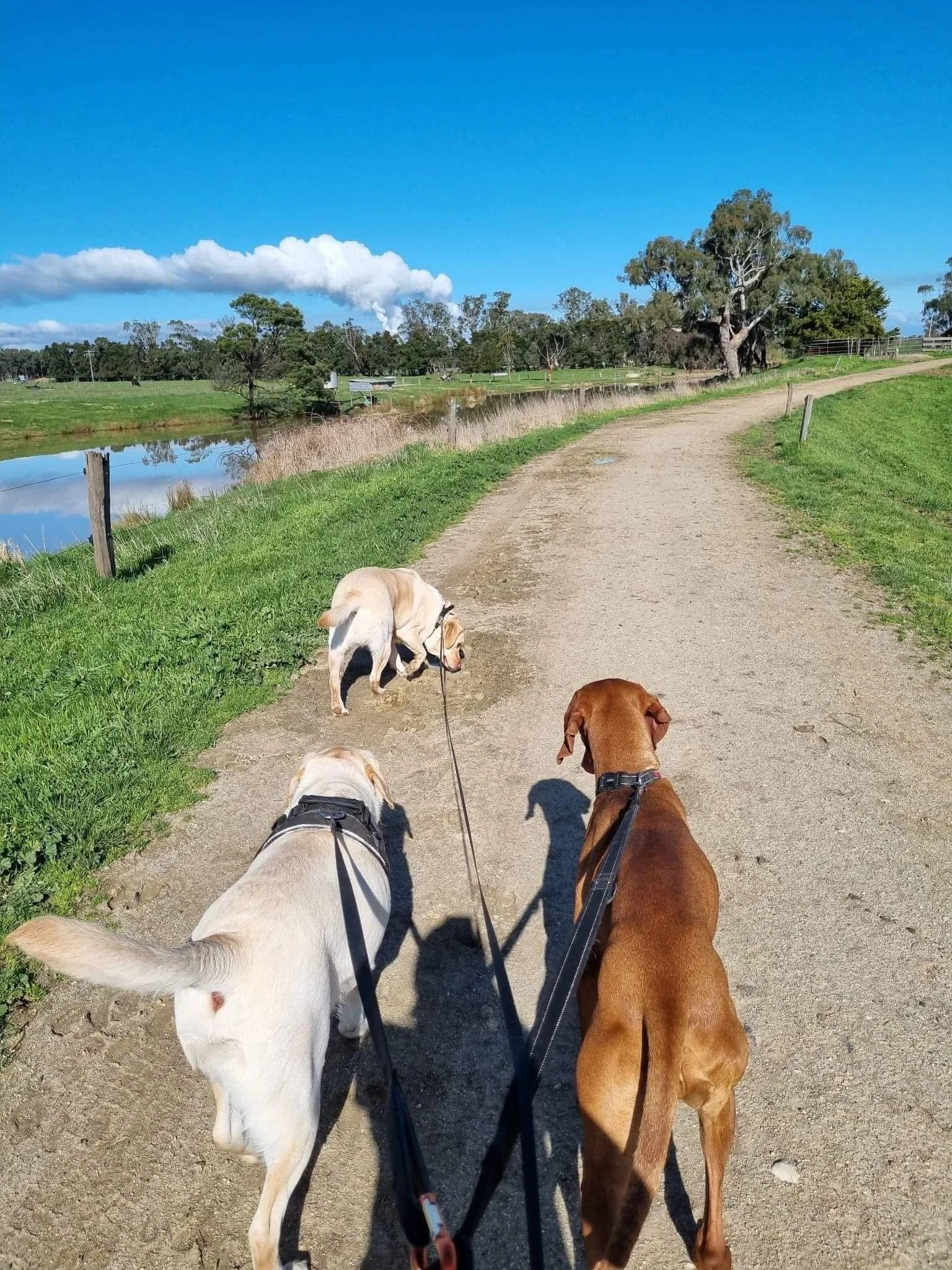 Happy Pets at Eastside Boarding Kennels - Moment 49