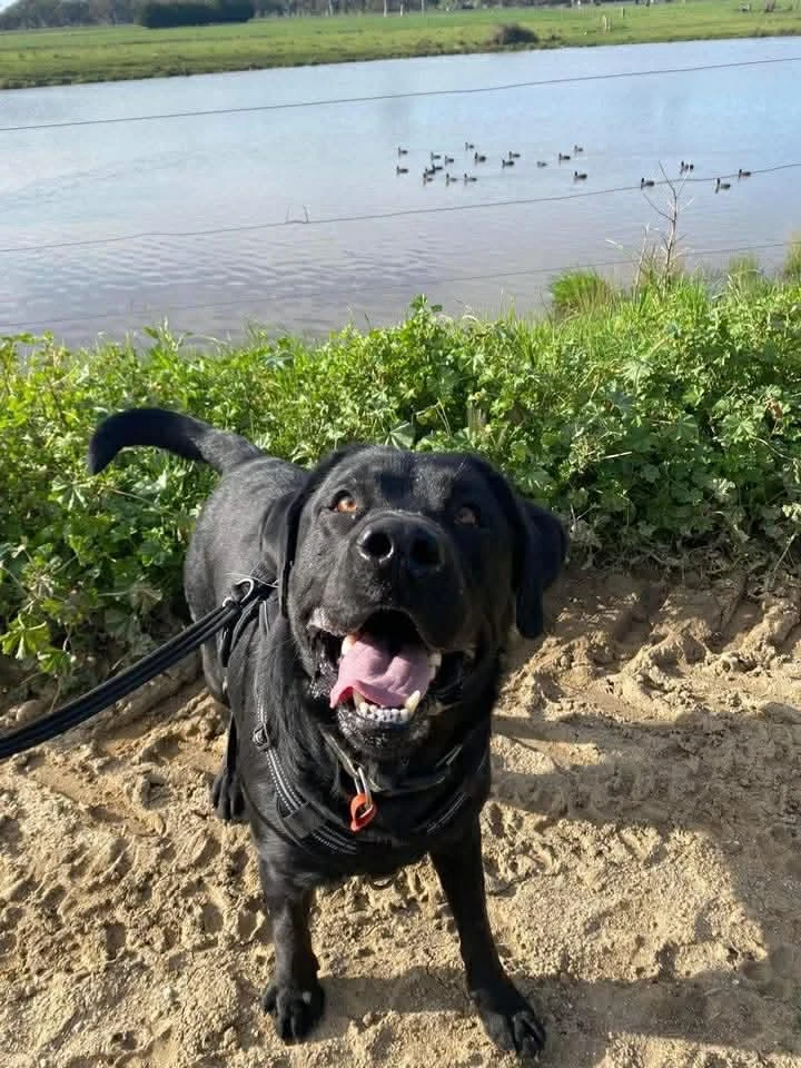 Happy Pets at Eastside Boarding Kennels - Moment 5