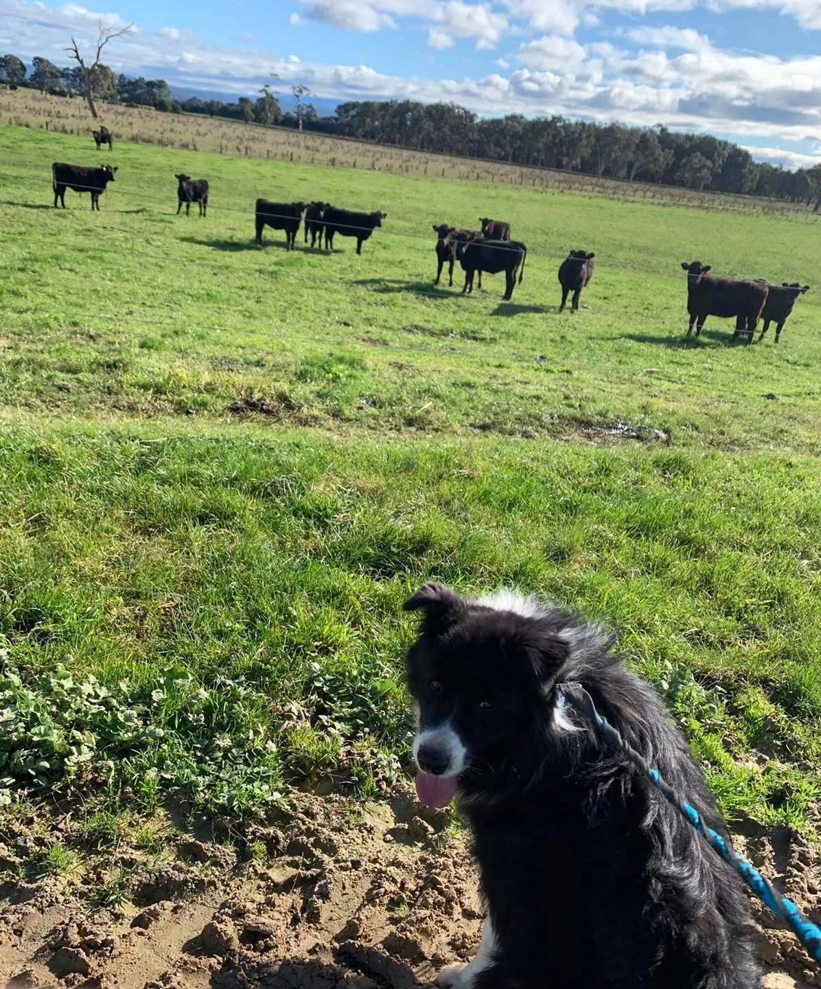 Happy Pets at Eastside Boarding Kennels - Moment 50