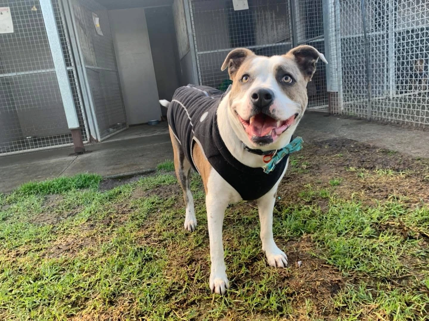 Happy Pets at Eastside Boarding Kennels - Moment 52
