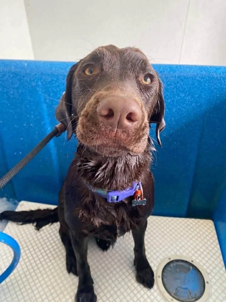Happy Pets at Eastside Boarding Kennels - Moment 6