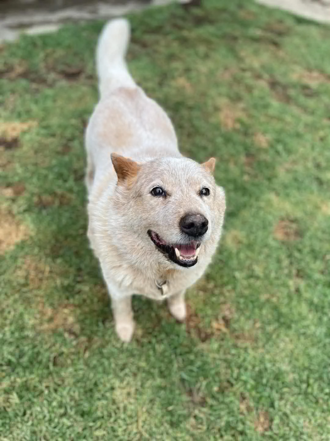Happy Pets at Eastside Boarding Kennels - Moment 9