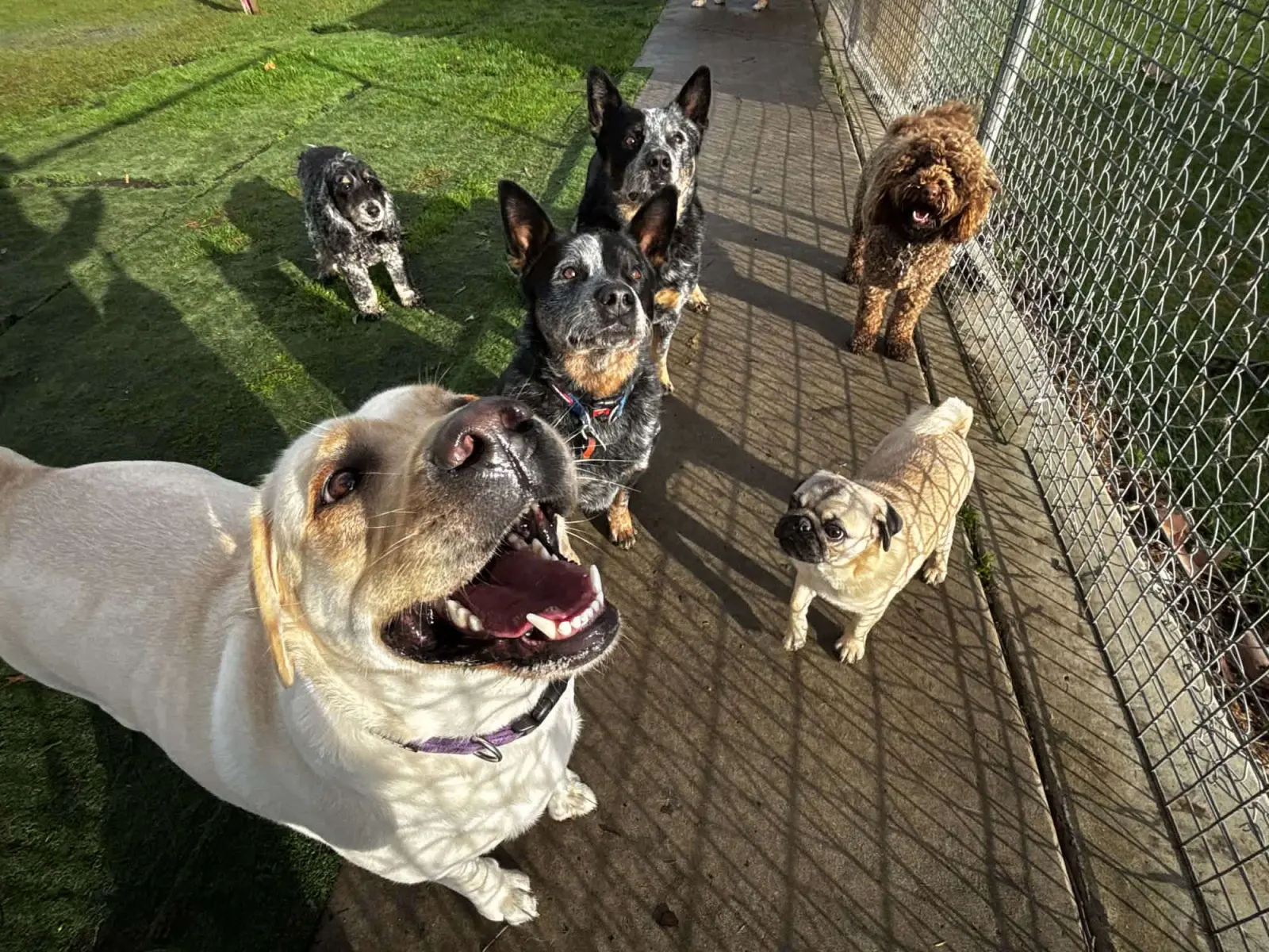 A group of happy dogs together at Eastside Boarding Kennels doggy day care